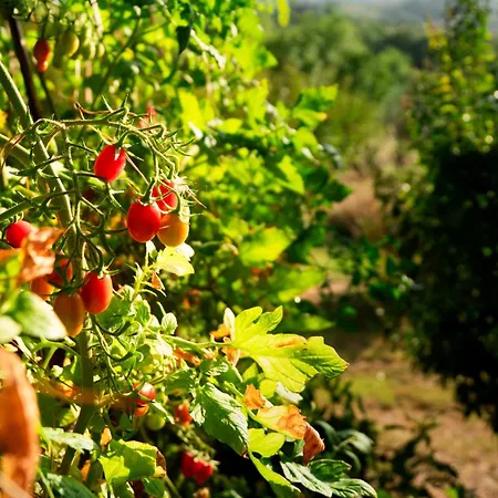 Sant'emilia * Pomarance